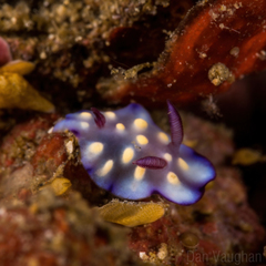 Goniobranchus hintuanensis