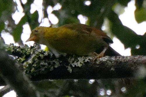 Malia (Malia grata), photo 4