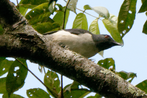 Pygmy Cuckooshrike (Celebesica abbotti), photo 3