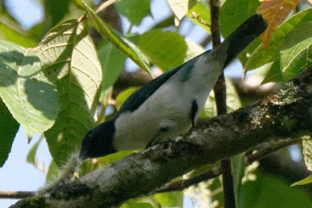 Pygmy Cuckooshrike illustration