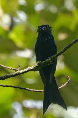 Sulawesi Drongo (Dicrurus montanus), photo 7