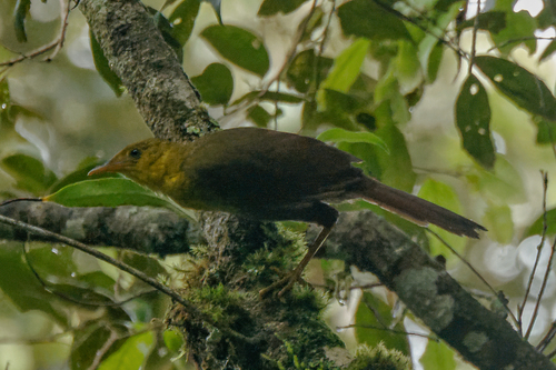 Malia (Malia grata), photo 5