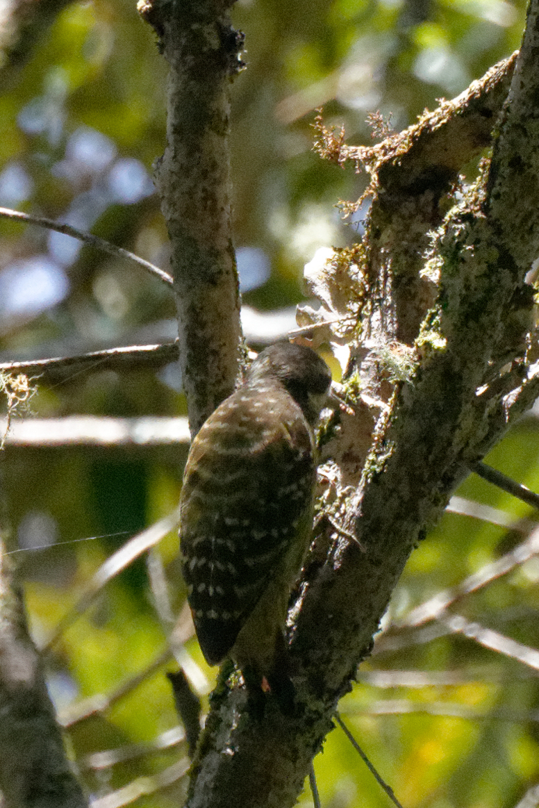 Sulawesi Pygmy Woodpecker illustration