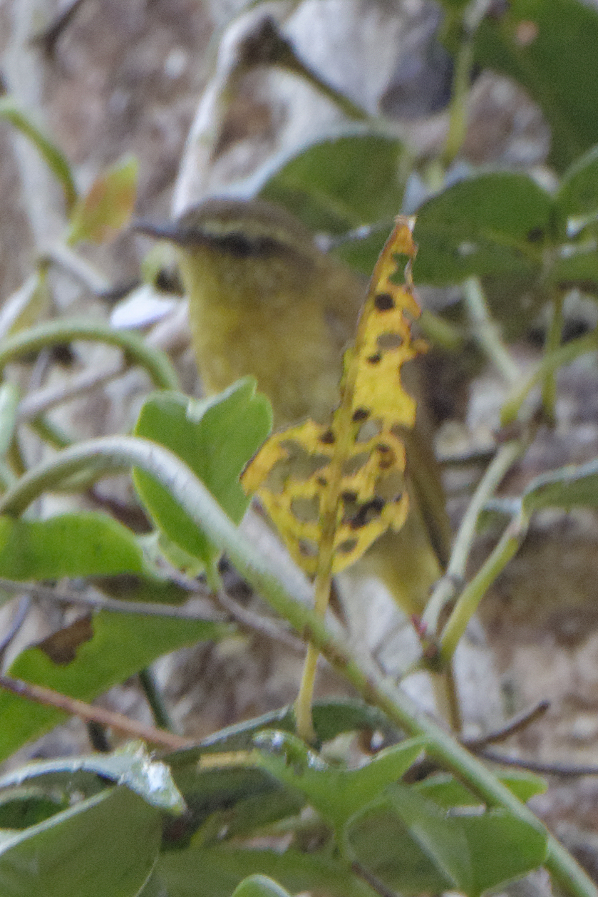 Lompobattang Leaf Warbler (Phylloscopus sarasinorum), photo 5