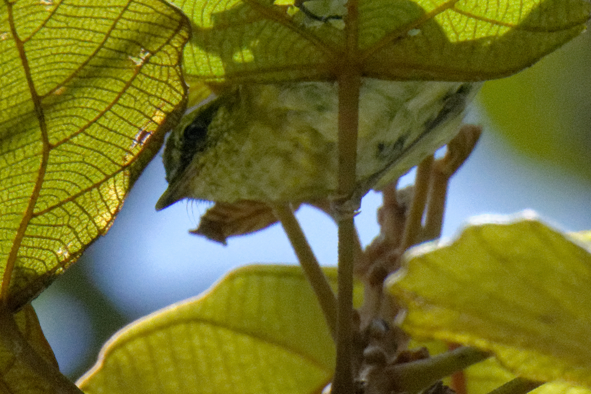 Lompobattang Leaf Warbler (Phylloscopus sarasinorum), photo 6