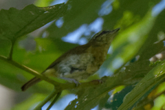 Phylloscopus nesophilus