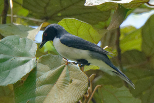 Pygmy Cuckooshrike (Celebesica abbotti), photo 1