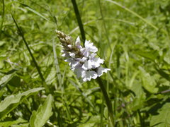 Dactylorhiza maculata maculata
