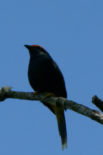 Fiery-browed Starling (Enodes erythrophris), photo 10