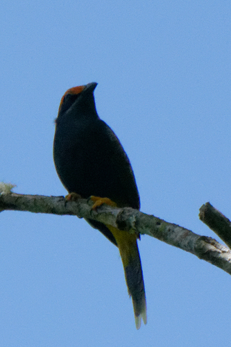 Fiery-browed Starling (Enodes erythrophris), photo 7