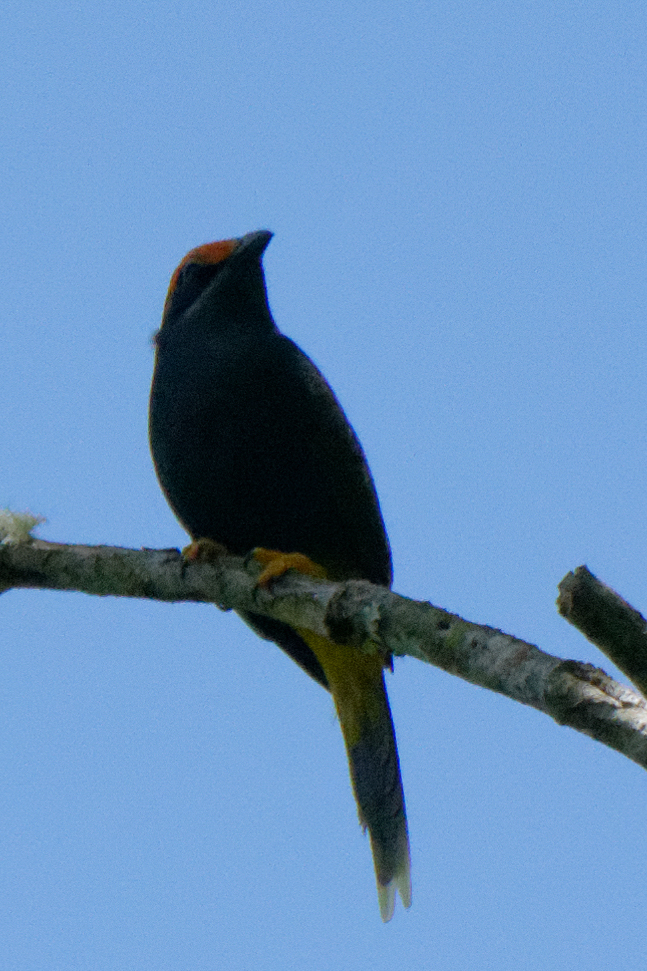 Fiery-browed Starling (Enodes erythrophris), photo 5