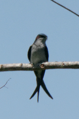 Hemiprocne longipennis