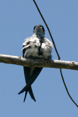 Hemiprocne longipennis