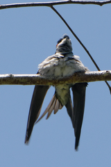 Hemiprocne longipennis