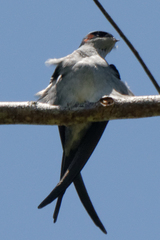 Hemiprocne longipennis