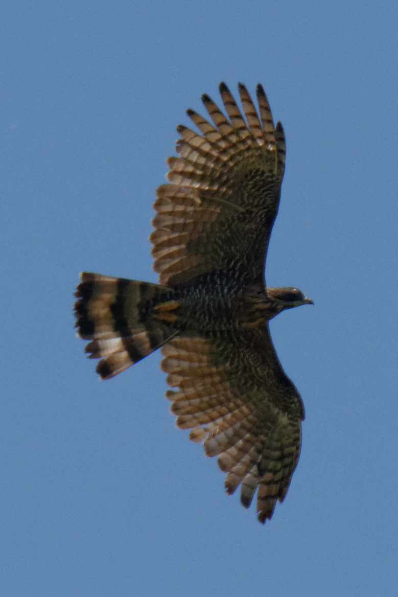 Barred Honey Buzzard (Pernis celebensis), photo 10