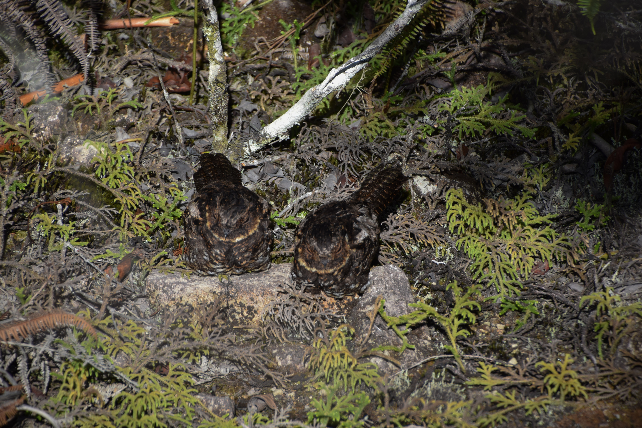 Diabolical Nightjar illustration