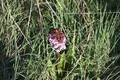 Orchis purpurea
