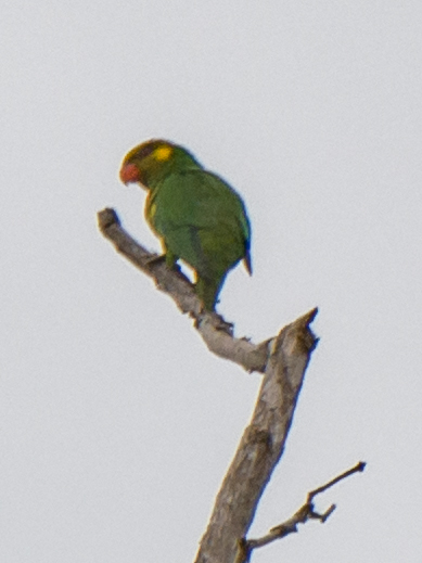 Yellow-cheeked Lorikeet (Trichoglossus meyeri), photo 6
