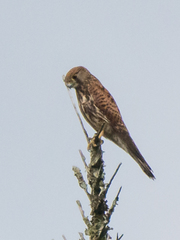 Falco moluccensis