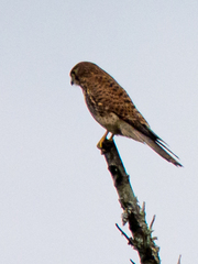Falco moluccensis