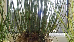 Equisetum hyemale