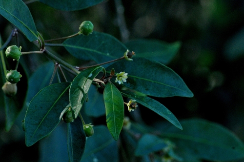 Common lightning bush (Clutia pulchella)