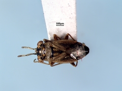 Geocoris bullatus