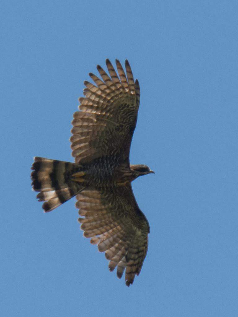 Barred Honey Buzzard