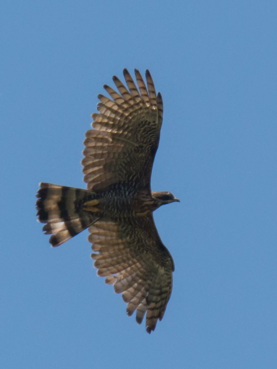 Barred Honey Buzzard (Pernis celebensis), photo 9