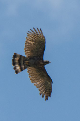 Barred Honey Buzzard (Pernis celebensis), photo 4