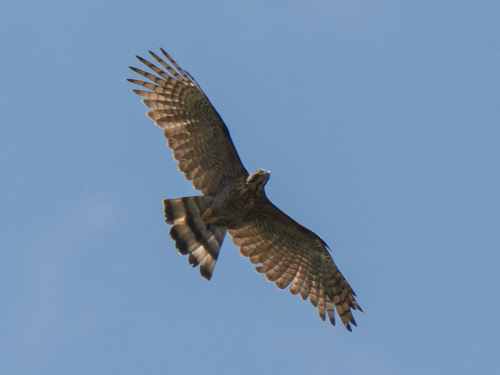 Barred Honey Buzzard (Pernis celebensis), photo 3