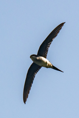 Hemiprocne longipennis