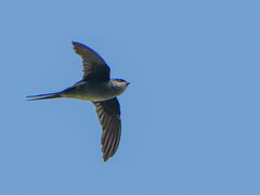 Hemiprocne longipennis