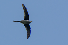 Hemiprocne longipennis