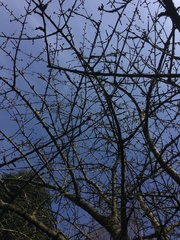 Cornus mas