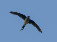 Hemiprocne longipennis