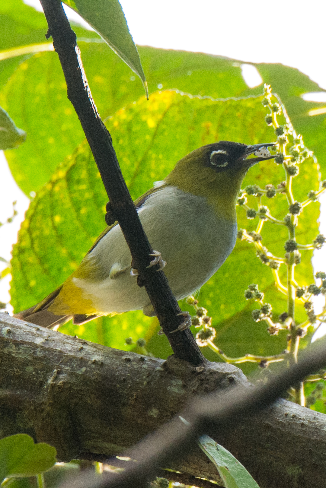 Black-crowned White-eye illustration