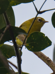 Zosterops chloris
