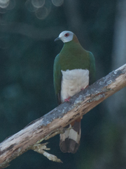 Ducula forsteni