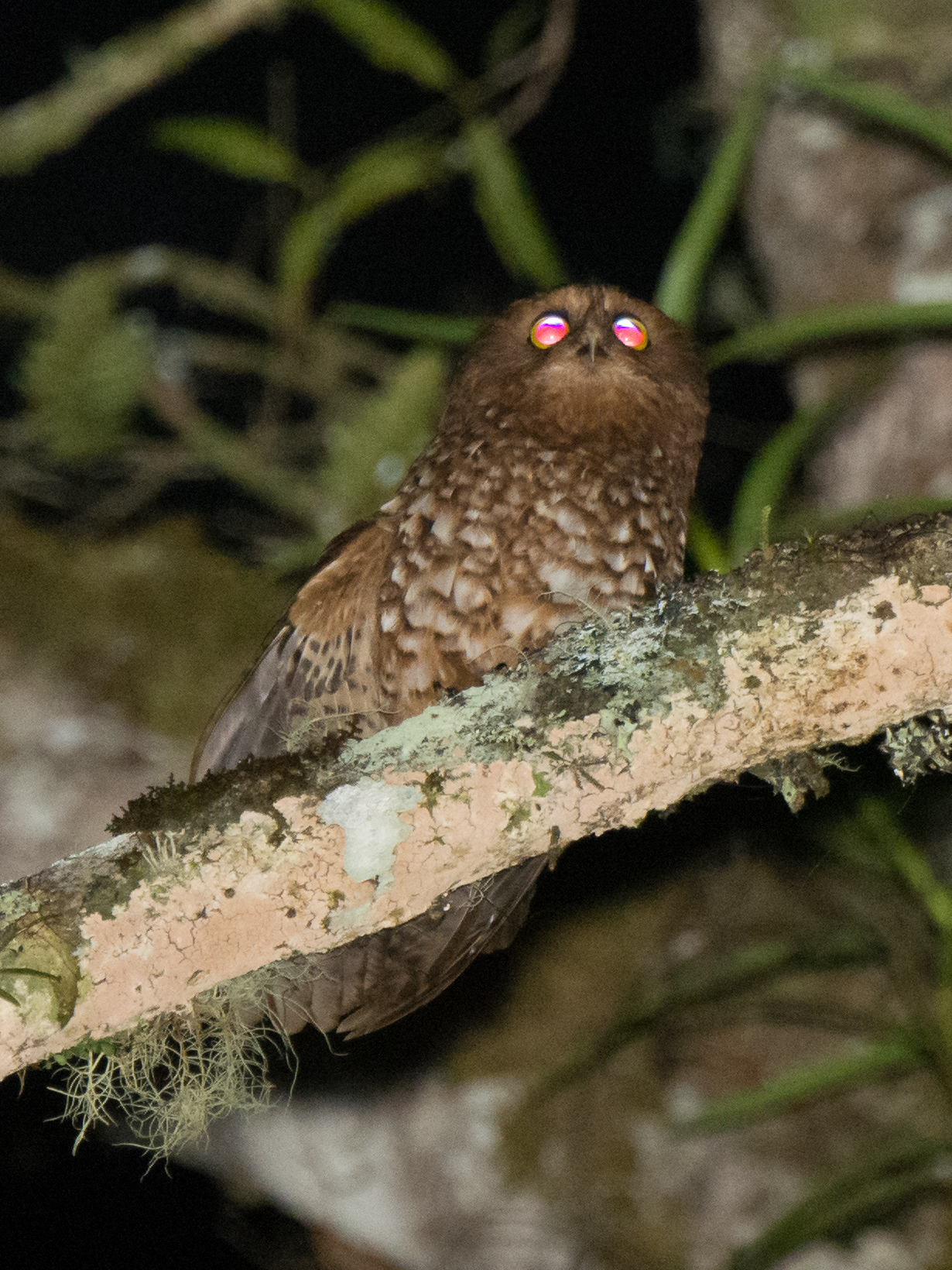 Cinnabar Boobook (Ninox ios), photo 4