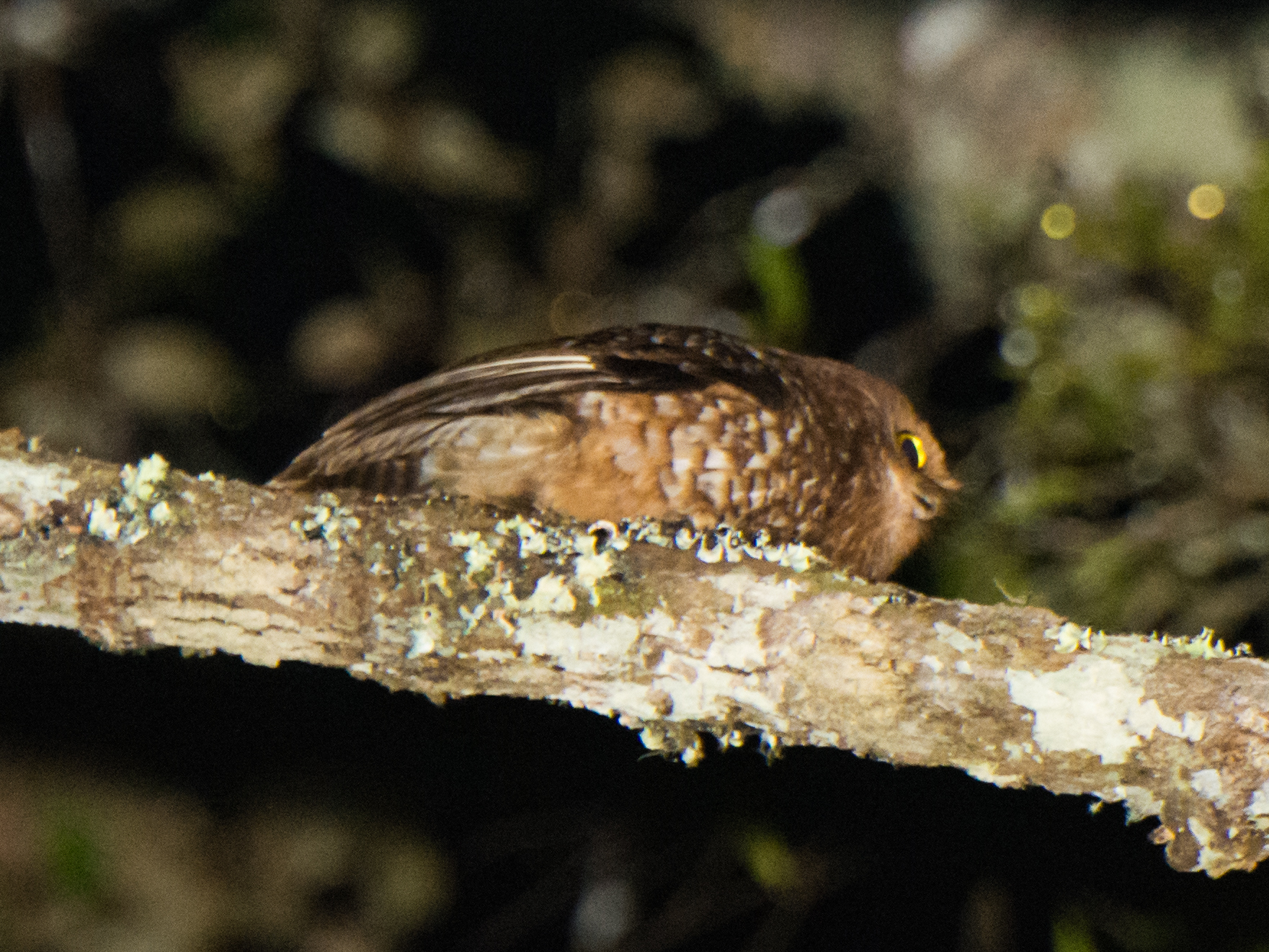 Cinnabar Boobook (Ninox ios), photo 6