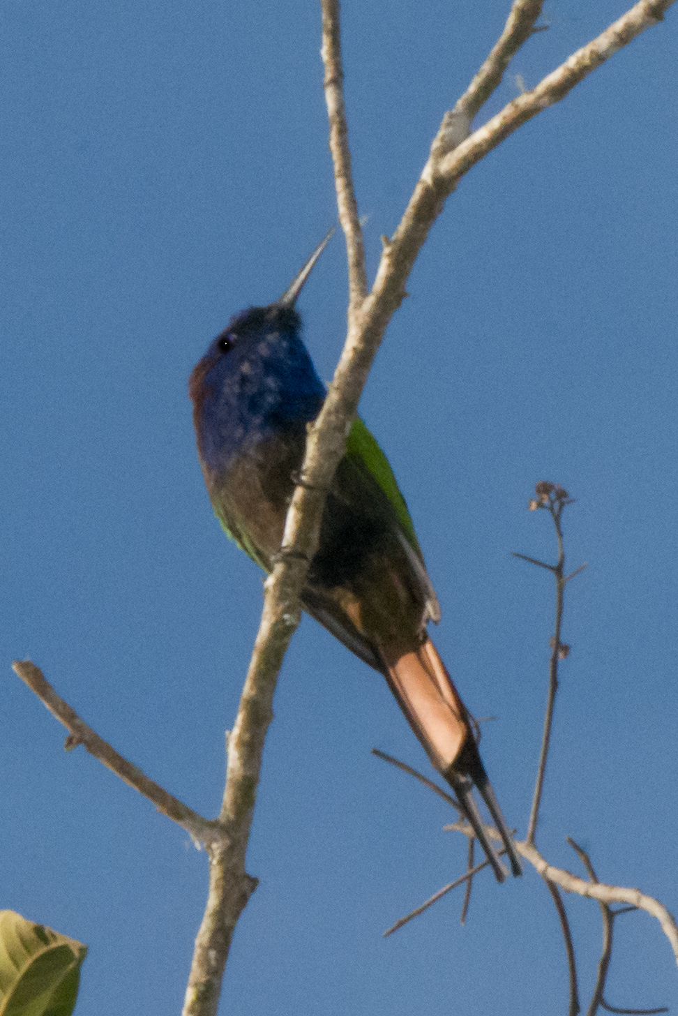 Purple-bearded Bee-eater (Meropogon forsteni), photo 6
