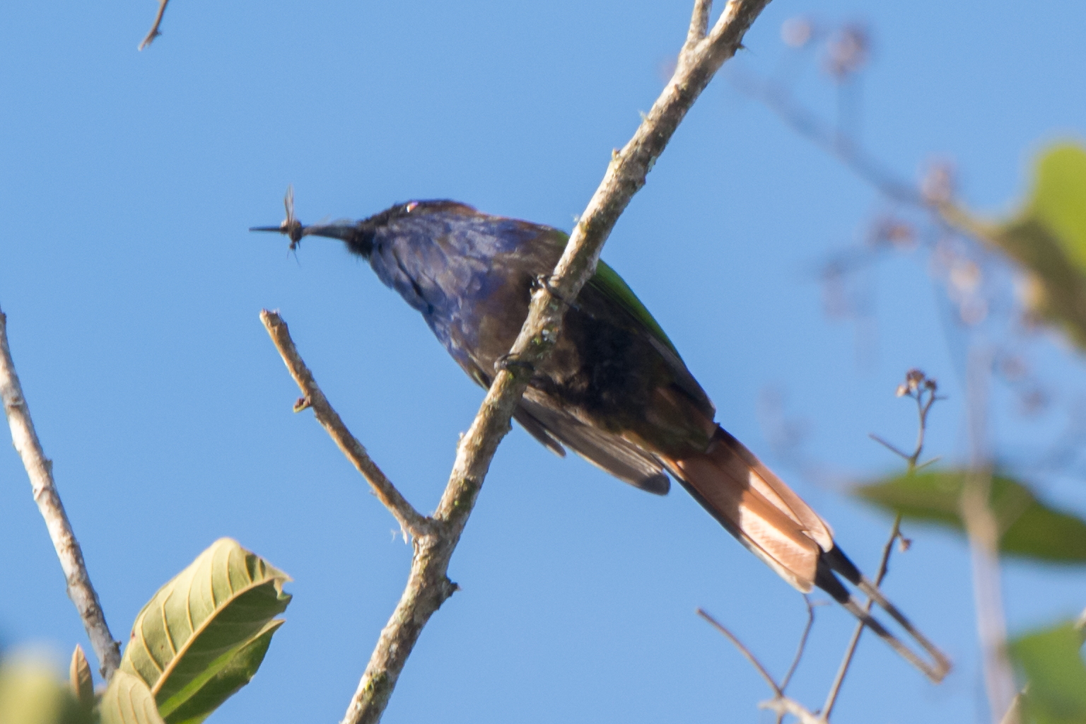 Purple-bearded Bee-eater (Meropogon forsteni), photo 5