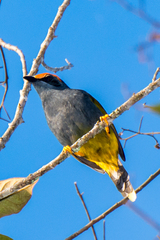 Fiery-Browed Starling photo 2