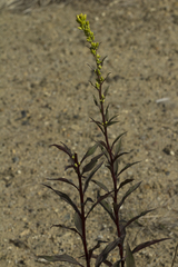Solidago cuprea