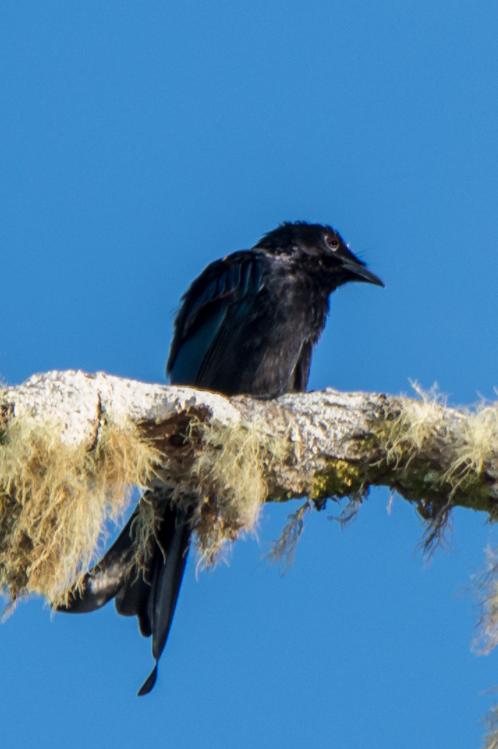 Sulawesi Drongo (Dicrurus montanus), photo 7