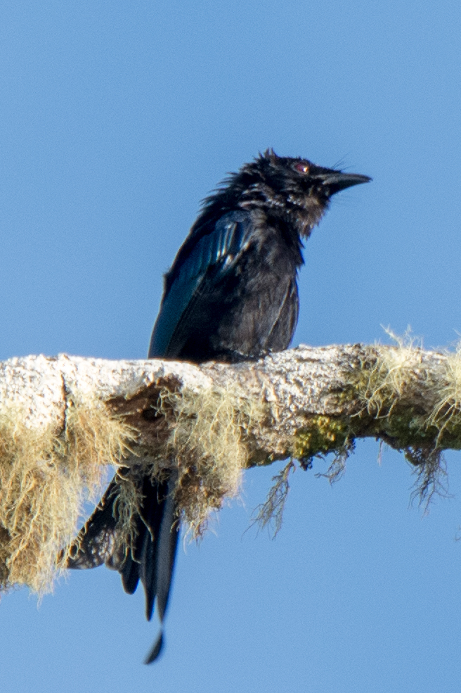 Sulawesi Drongo (Dicrurus montanus), photo 6