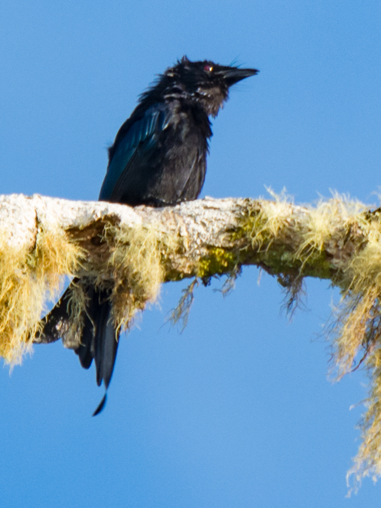 Sulawesi Drongo (Dicrurus montanus), photo 8