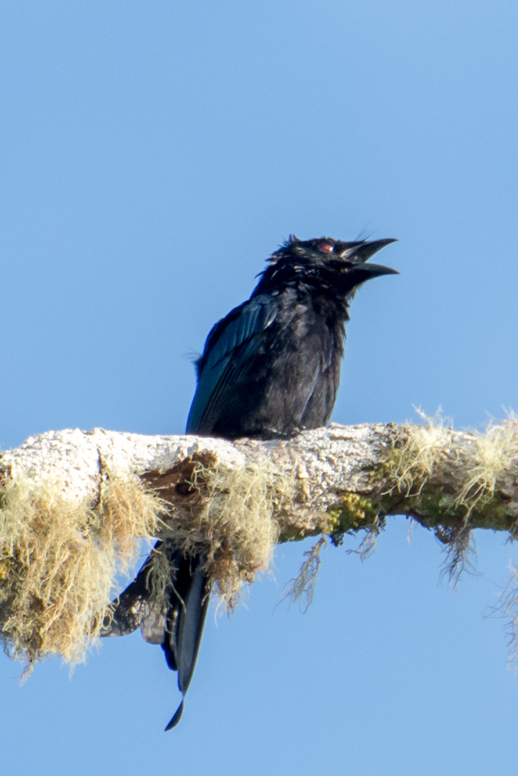 Sulawesi Drongo (Dicrurus montanus), photo 9